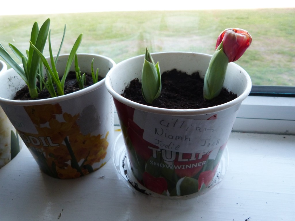 Daffodil and Tulip