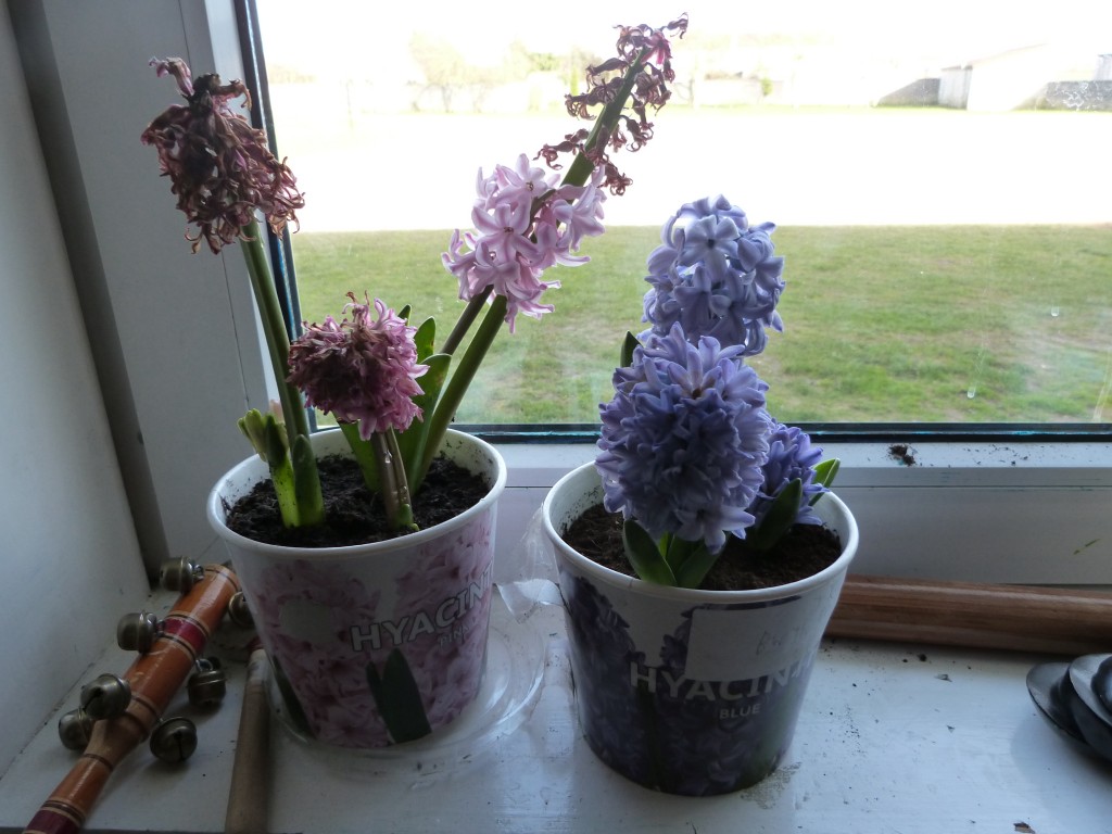 Hyacinths