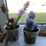 Hyacinths